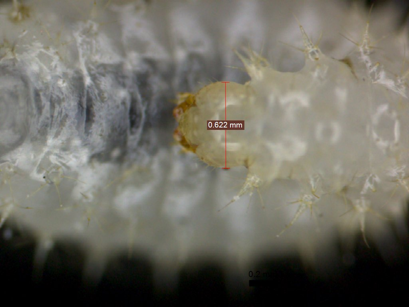 Image: Fox, E.G.P et al